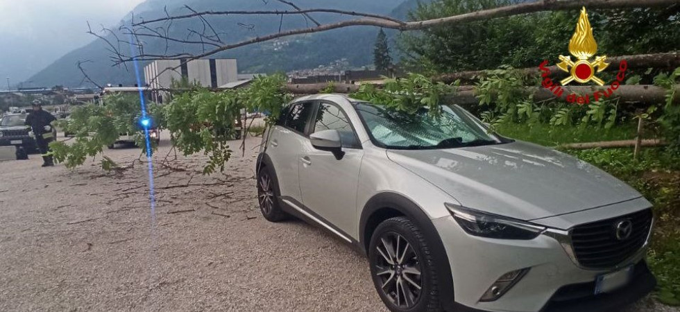 Torna da lavoro e trova una pianta crollata sulla sua auto: vigili del fuoco sul posto per la rimozione